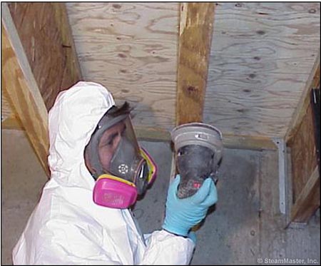 attic mold removal Oak Brook